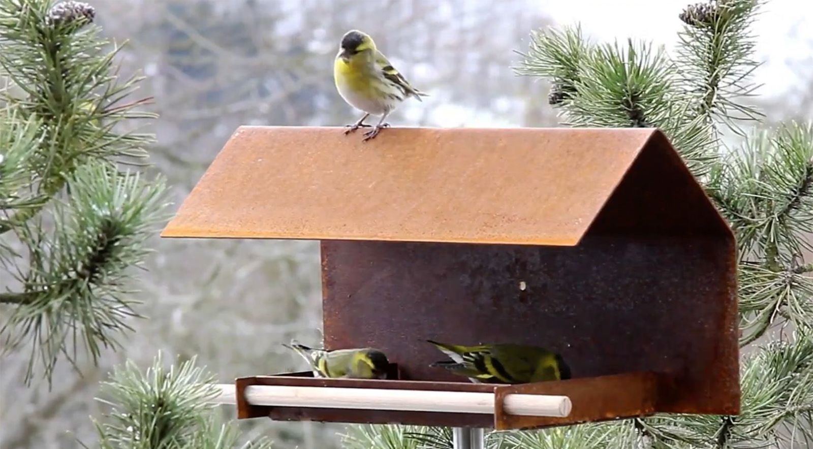 Opossum BirdFeeder VH-2 Roest